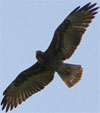 White-tailed Hawk original