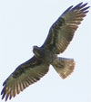 White-tailed Hawk brightened
