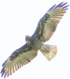 White-tailed Hawk brightened much