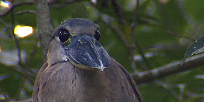 ManyBirds Bird Videos Home