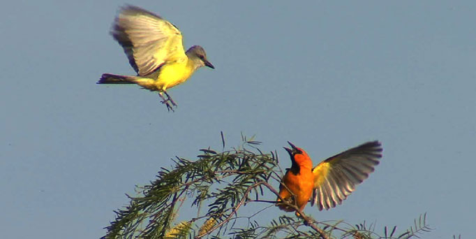 ManyBirds Bird Videos Home