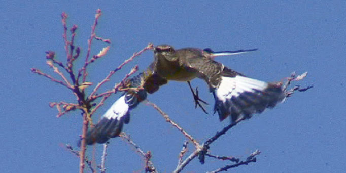 ManyBirds Bird Videos Home