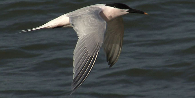 ManyBirds Bird Videos Home